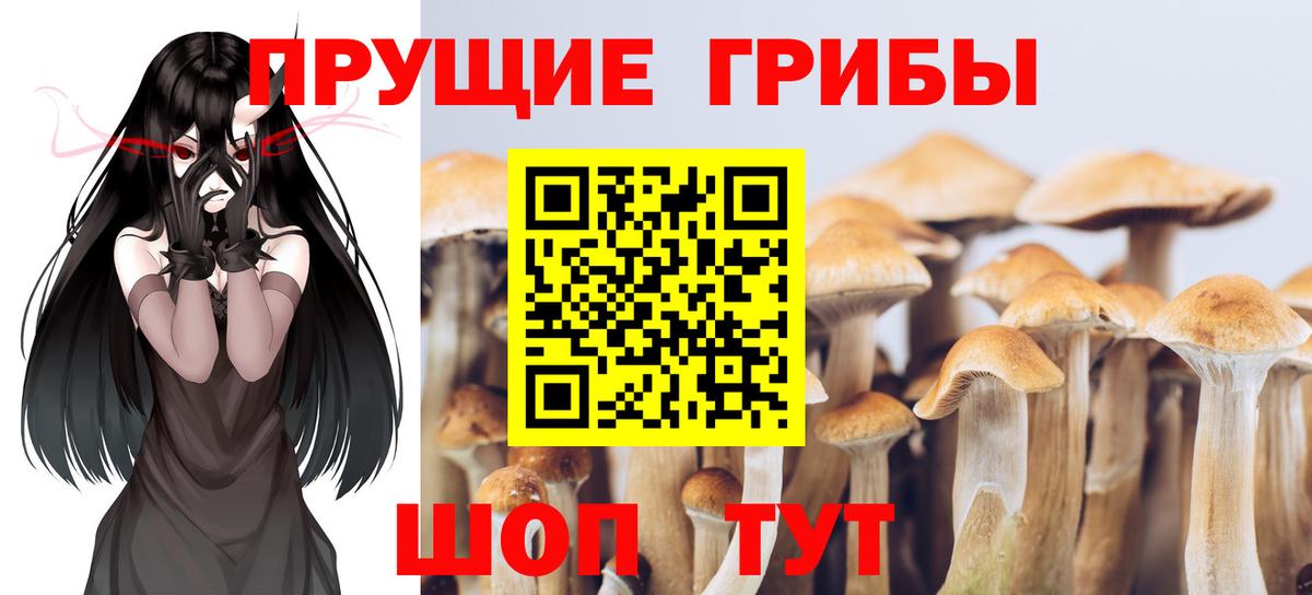 купить наркоту  Галлюциногенные грибы Cubensis  Вход с VPN  Баксан 